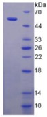 SDS-PAGE (DYSF-684H).jpg